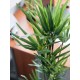 EUROPALMS Cipero Artificiale 76 cm - Decorazione Verde Realistica per Interni