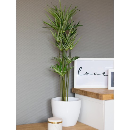 EUROPALMS Cipero Artificiale 76 cm - Decorazione Verde Realistica per Interni