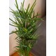 EUROPALMS Cipero Artificiale 76 cm - Decorazione Verde Realistica per Interni