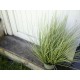 EUROPALMS Erba Ornata Artificiale 65cm - Foliage Realistico per Decorazioni