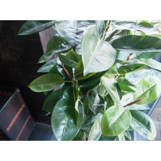 EUROPALMS Albero della Gomma Artificiale 120 cm - Pianta Decorativa Realistica