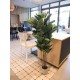 EUROPALMS Albero della Gomma Artificiale 120 cm - Pianta Decorativa Realistica