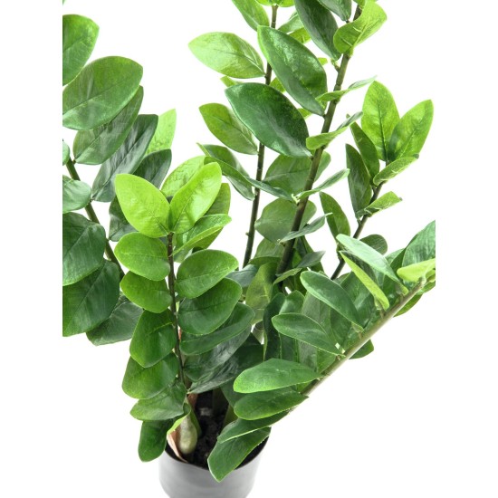 EUROPALMS Zamifolia Artificiale 70 cm - Pianta Decorativa Verde Realistica