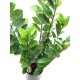 EUROPALMS Zamifolia Artificiale 70 cm - Pianta Decorativa Verde Realistica
