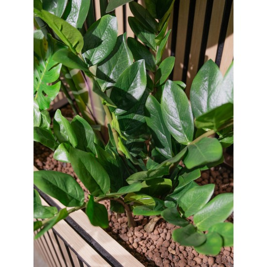 EUROPALMS Zamifolia Artificiale 70 cm - Pianta Decorativa Verde Realistica