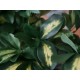Pianta Artificiale EUROPALMS Schefflera 120cm - Decorazione Tropicale Realistica
