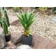 Pianta artificiale di Agave EUROPALMS con Vaso, Verde Scuro, 75 cm - Decorazione per Interni ed Esterni