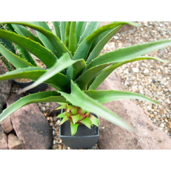 Pianta artificiale di Agave EUROPALMS con Vaso, Verde Scuro, 75 cm - Decorazione per Interni ed Esterni