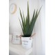 EUROPALMS Aloe Vera Artificiale 60 cm - Pianta Decorativa per Esterni
