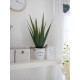 EUROPALMS Aloe Vera Artificiale 60 cm - Pianta Decorativa per Esterni