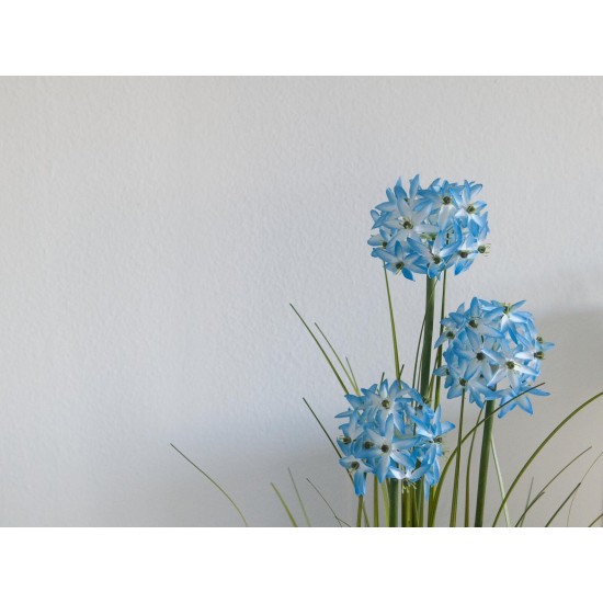 EUROPALMS Allium Grass Artificiale, 120 cm - Fiori Decorativi Blu in Vaso