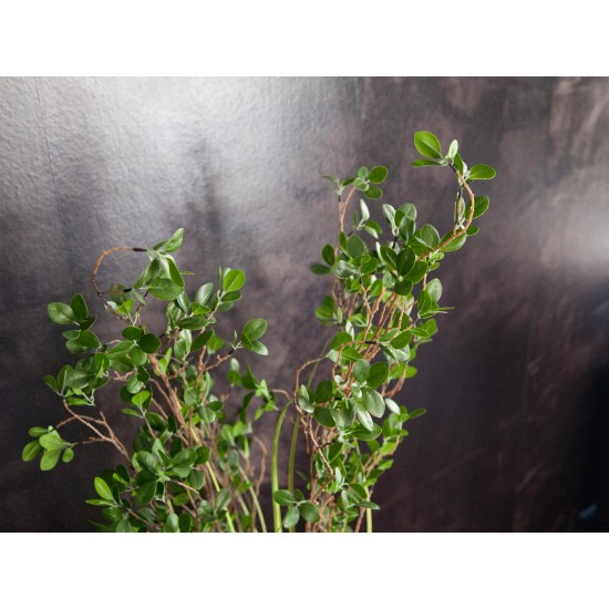 EUROPALMS Pianta Artificiale Alwaysgreen con Erba, Altezza 120cm - Decorazione Interni