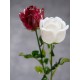 Fiore Artificiale EUROPALMS Crystal Rose Granata 81cm - Decorazione Versatile per Esterni