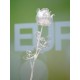 EUROPALMS Rosa Cristallo Trasparente 81cm - Fiore Artificiale Decorativo per Esterni