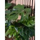 EUROPALMS Monstera Deliciosa Artificiale 90cm - Pianta da Esterno Realistica