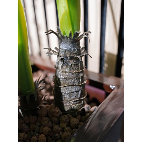 EUROPALMS Monstera Deliciosa Artificiale 90cm - Pianta da Esterno Realistica