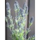 EUROPALMS Cespuglio di Lavanda Artificiale 61cm - Decorazione Mediterranea Lilla