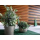 Set di Piante Artificiali in Vaso Decorativo EUROPALMS - Stile Mediterraneo, Verde Scuro, Pronte al Posizionamento
