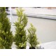 EUROPALMS Cipresso Leyland 90 cm - Pianta Artificiale Realistica per Esterni