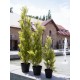 EUROPALMS Cipresso Leyland 90 cm - Pianta Artificiale Realistica per Esterni