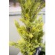 EUROPALMS Cipresso Leyland 90 cm - Pianta Artificiale Realistica per Esterni