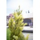 EUROPALMS Cipresso Leyland 90 cm - Pianta Artificiale Realistica per Esterni