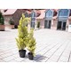 EUROPALMS Cipresso Leyland 90 cm - Pianta Artificiale Realistica per Esterni
