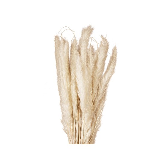 Fascio di Piume di Pampa Naturali Essiccate JOLIPA - Decorazione Moderna 75 cm