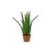Pianta Artificiale EUROPALMS Aloe Vera 63cm - Decorazioni Verdi per Interni ed Esterni