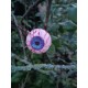 Set di 4 Occhi Artificiali per Decorazioni di Halloween Ø 5 cm - EUROPALMS
