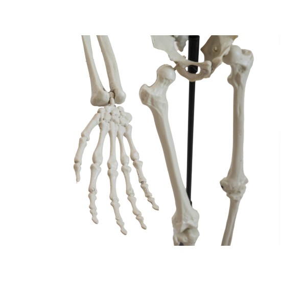 EUROPALMS Scheletro Halloween da 150 cm - Decorazione Facile da Montare